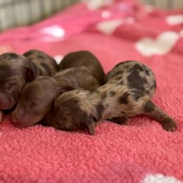 Dachshund puppies from Langhaus Dachshunds