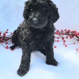 Labradoodle Puppies from 101 Labradoodles
