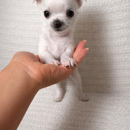 Chihuahua Puppies from Little angels