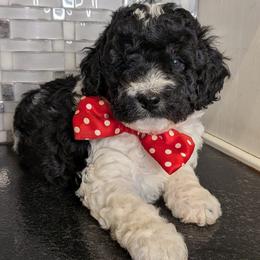 Sherlock - Black and white male Cavapoo puppy in Poetry, Texas from Darling Doodles of Texas