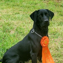 Yankee - Labrador Retriever