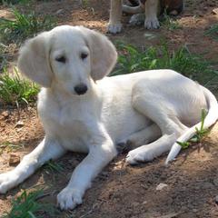 Anatolian Shepherd Dogs and Salukis from Timaru Salukis & Anatolians