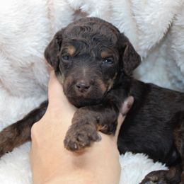 Reese - Phantom female Poodle puppy in Mount Sterling, Kentucky from Curly Country Poodles