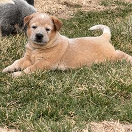 Black Collar - Red speckled male Australian Cattle Dog puppy in Nevada, Missouri from Back Road Dog Company, LLC