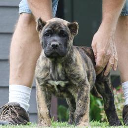 Tan Collar - Tiger male Perro de Presa Canario puppy in Pocahontas, Illinois from Cabeza Grande Kennel