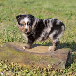 Blueberry - Blue merle female Toy Australian Shepherd puppy in Cherryvale, Kansas from HighEnd Aussies
