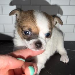 Evee - Black sabled fawn female Chihuahua puppy in Palmyra, Indiana from Country Star Chihuahuas