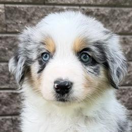 Australian Shepherds from Hawk Creek Farms