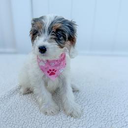 Pebbles - White female Cavapoo puppy in Apopka, Florida from Rae Precious Puppies