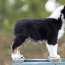 Australian Shepherd Puppies from Riverlook Australian Shepherds