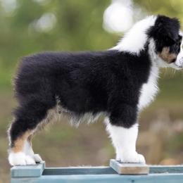 Australian Shepherd Puppies from Riverlook Australian Shepherds