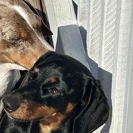 Dachshunds from Dachshund’s of Elko Farms