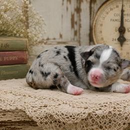 Dazzle - Blue merle female Australian Shepherd puppy in Ranger, Texas from Outback Mini Aussies