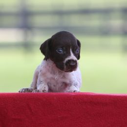 Girl 8 - Liver and white female German Wirehaired Pointer puppy in Reddick, Florida from Afterhours German Wirehaired Pointers and Basset Fauve de Bretagne