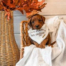 Orange collar girl - Red  female Goldendoodle puppy in Spokane, Washington from Dream Doodles in Spokane WA