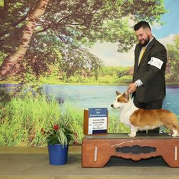 Cardigan Welsh Corgi All Grown Up from Heulwen Cardigans