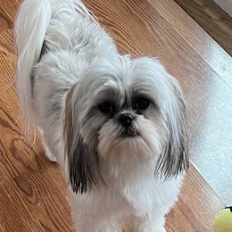 Pepper - Shih Tzu
