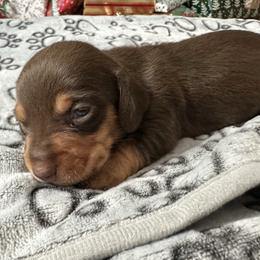 Chocolate explosion - Chocolate and tan male Dachshund puppy in Karnes County, Texas from Lazzy Z Dachshunds