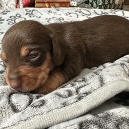 Chocolate explosion - Chocolate and tan male Dachshund puppy in Karnes County, Texas from Lazzy Z Dachshunds