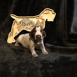 Girl 7 - Brown and gray female Wirehaired Pointing Griffon puppy in Afton, Wisconsin from Daehler's Wirehaired Pointing Griffons