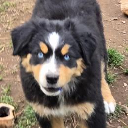 Elaina - Black tri female Miniature Australian Shepherd puppy in Crestline, California from Haugen's Minis