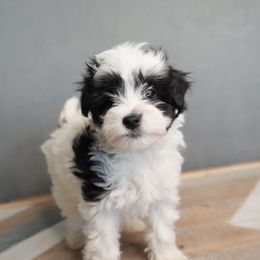 Bernedoodle, Goldendoodle, Poodle, Schnoodle, and Sheepadoodle Puppies from Boise Doodle Co.