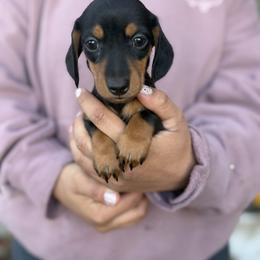 Boy 1 - Black and tan male Dachshund puppy in Benton City, Washington from DOXA Miniature Dachshunds