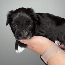 Great Dane and Miniature Schnauzer Puppies from Dog in Mind Danes