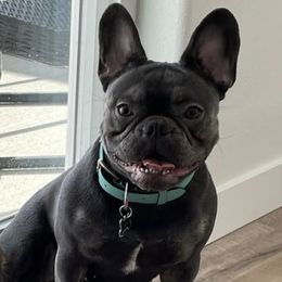 Laiku - French Bulldog