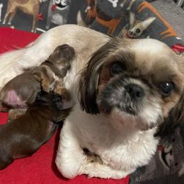 Shih Tzus from Darla’s Furever Shih Tzu