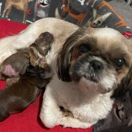 Shih Tzus from Darla’s Furever Shih Tzu