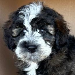 Bobby Yellow Collar Male - Sable male Bernedoodle puppy in Peoria, Arizona from Wroth's Pawsibilities