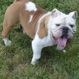 Pearl - Bulldog