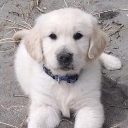 Golden Retrievers from Agape Goldens
