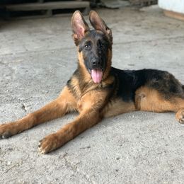 American Leopard Hound, Bluetick Coonhound, and German Shepherd Puppies from Haus Biery German Shepherds, Benchmark Blueticks & Leopard Hounds