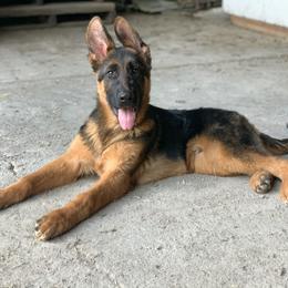 American Leopard Hound, Bluetick Coonhound, and German Shepherd Puppies from Haus Biery German Shepherds, Benchmark Blueticks & Leopard Hounds
