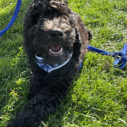 Labradoodle Puppies from 7O7Doodles