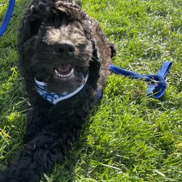 Labradoodle Puppies from 7O7Doodles