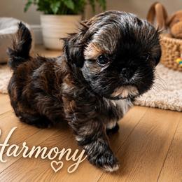 Harmony - Brindle male Shih Tzu puppy in Kempner, Texas from Shih Tzu Reign