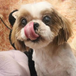 Blaze - Shih Tzu