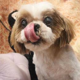 Blaze - Shih Tzu
