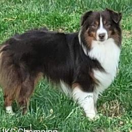 Miniature American Shepherds from Kaprikorn