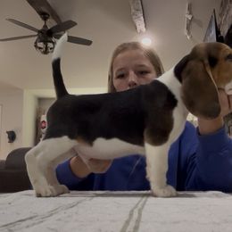 AKC Boo - Black tan and white male Beagle puppy in Chillicothe, Missouri from Tymber Lake Beagles