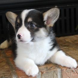 Miley - Black and tan female Pembroke Welsh Corgi puppy in North Manchester, Indiana from Covered Bridge Corgis
