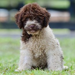 Vesper - Brown male Lagotto Romagnolo puppy in St. Augustine, Florida from LBK & Ancient City