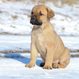Ember - Fawn female Cane Corso puppy in Cable, Ohio from Americana Cane Corso