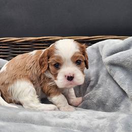 Birch - Blenheim male Cavalier King Charles Spaniel puppy in Tyler, Texas from Kalon Cavaliers