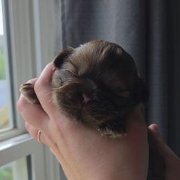 Cindy Lou Who - Liver female Shih Tzu puppy in Jenks, Oklahoma from Northstar Shih Tzu