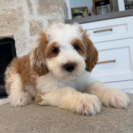 Ricky - Red male Bernedoodle puppy in South Jordan, Utah from Lady Paws Puppies - Cassie