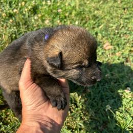 Purple Collar, sable female - Sable female German Shepherd puppy in Milan, Illinois from Stonewick German Shepherds